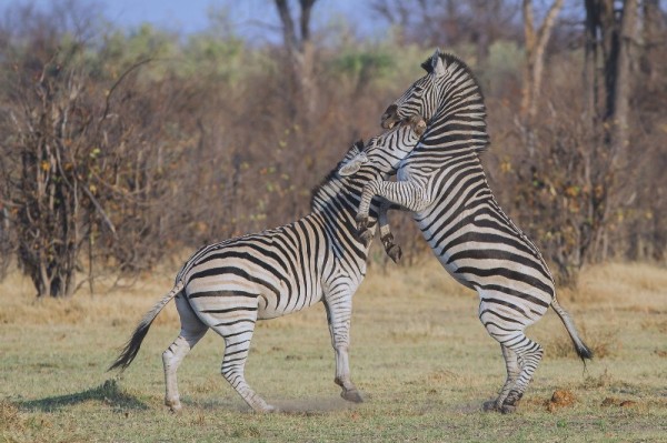 Playing Zebras at National Park