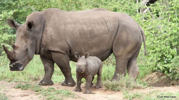 Rhino With her Child at Samburu National Reserve