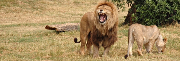 Wild Lions in Tanzania Wildlife Safaris