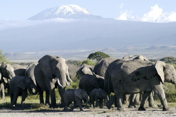 Masai Mara Group Joining Safaris