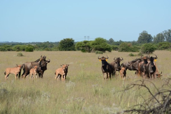 Masai Mara Migration Safari